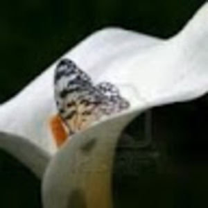 Meet your Posher, Chanda